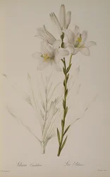 Lilium Candidum, de `Les Liliacees